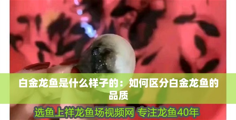 白金龍魚是什么樣子的：如何區分白金龍魚的品質