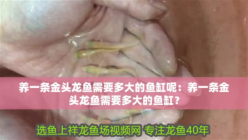養一條金頭龍魚需要多大的魚缸呢：養一條金頭龍魚需要多大的魚缸？