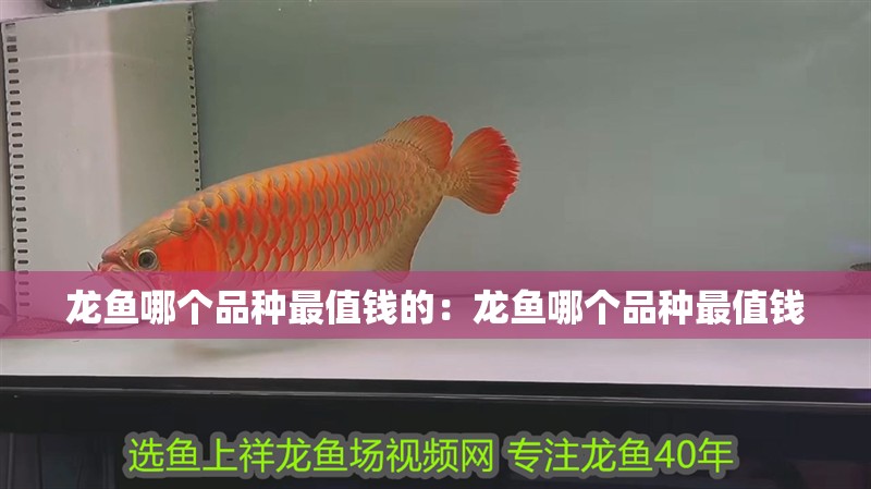 龍魚哪個品種最值錢的：龍魚哪個品種最值錢