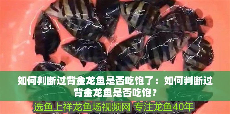 如何判斷過背金龍魚是否吃飽了：如何判斷過背金龍魚是否吃飽？