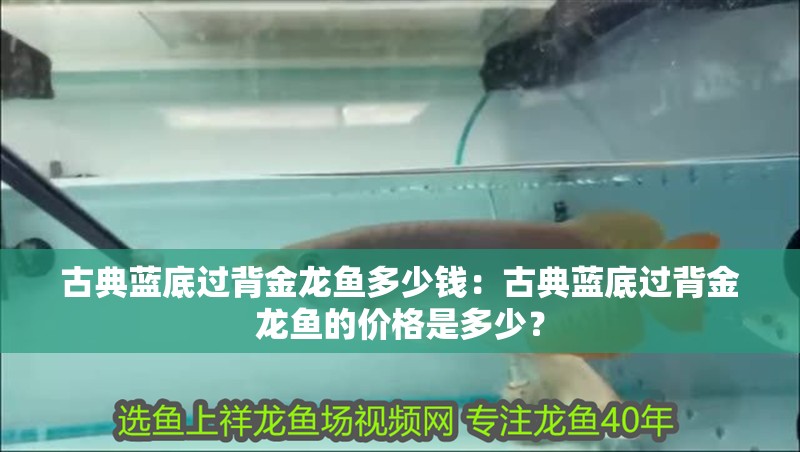 古典藍(lán)底過背金龍魚多少錢：古典藍(lán)底過背金龍魚的價格是多少？