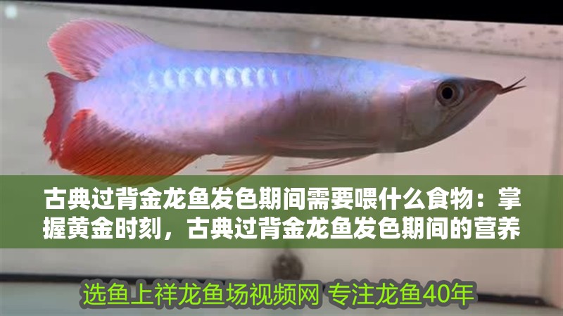 古典過背金龍魚發(fā)色期間需要喂什么食物：掌握黃金時刻，古典過背金龍魚發(fā)色期間的營養(yǎng)需求