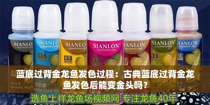藍底過背金龍魚發色過程：古典藍底過背金龍魚發色后能變金頭嗎？