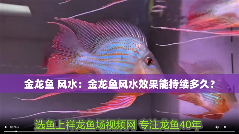 金龍魚 風水：金龍魚風水效果能持續多久？