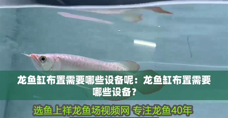 龍魚缸布置需要哪些設(shè)備呢：龍魚缸布置需要哪些設(shè)備？