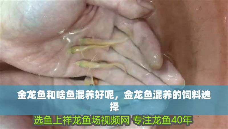 金龍魚(yú)和啥魚(yú)混養(yǎng)好呢，金龍魚(yú)混養(yǎng)的飼料選擇