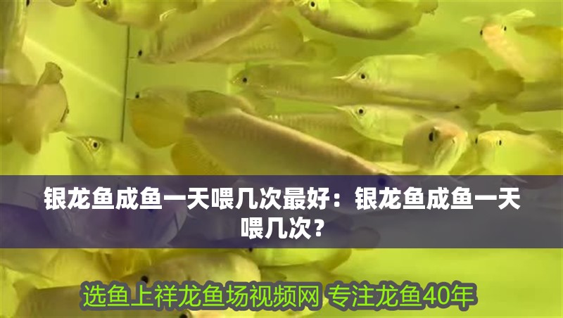 銀龍魚成魚一天喂幾次最好：銀龍魚成魚一天喂幾次？