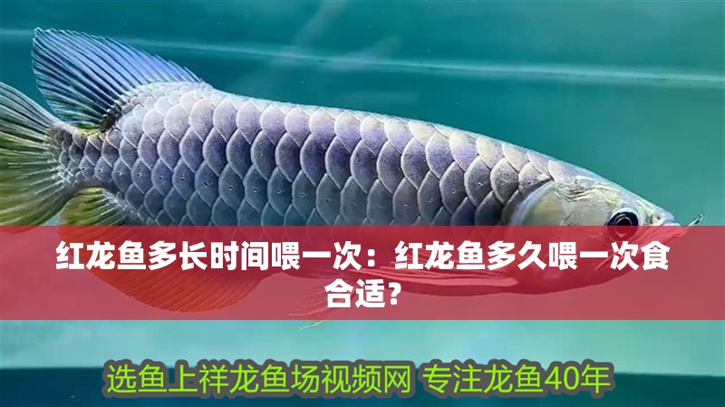 紅龍魚(yú)多長(zhǎng)時(shí)間喂一次：紅龍魚(yú)多久喂一次食合適？