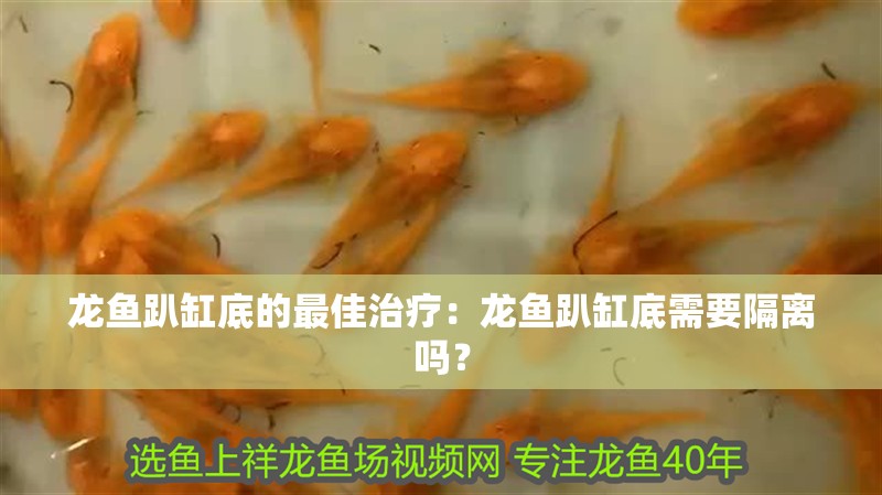 龍魚趴缸底的最佳治療：龍魚趴缸底需要隔離嗎？