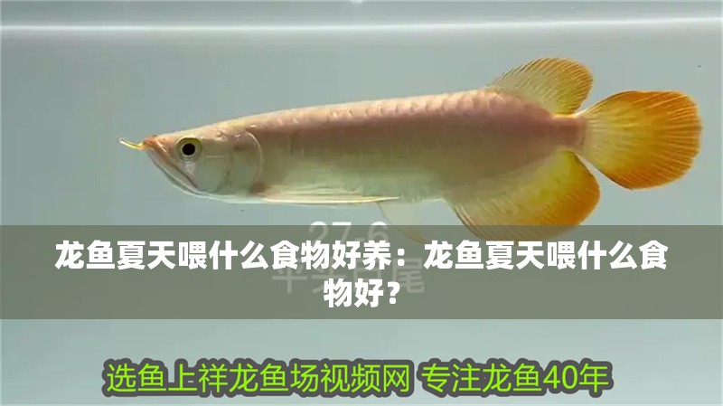 龍魚夏天喂什么食物好養：龍魚夏天喂什么食物好？