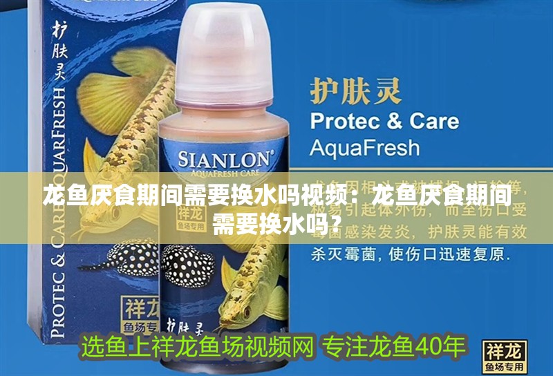龍魚厭食期間需要換水嗎視頻：龍魚厭食期間需要換水嗎？