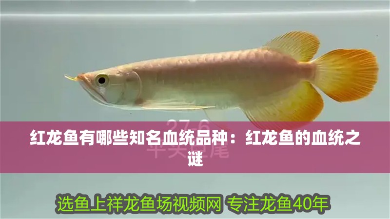 紅龍魚有哪些知名血統(tǒng)品種：紅龍魚的血統(tǒng)之謎