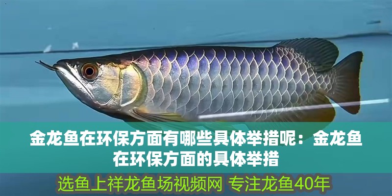 金龍魚在環(huán)保方面有哪些具體舉措呢：金龍魚在環(huán)保方面的具體舉措