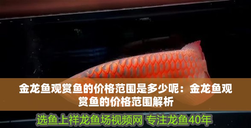 金龍魚觀賞魚的價格范圍是多少呢：金龍魚觀賞魚的價格范圍解析