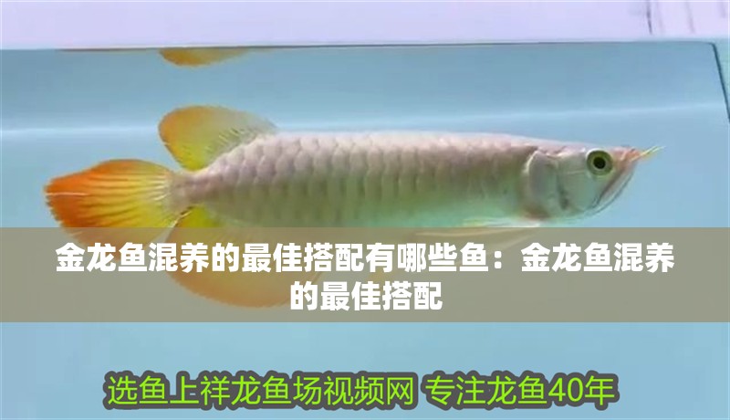 金龍魚混養的最佳搭配有哪些魚：金龍魚混養的最佳搭配