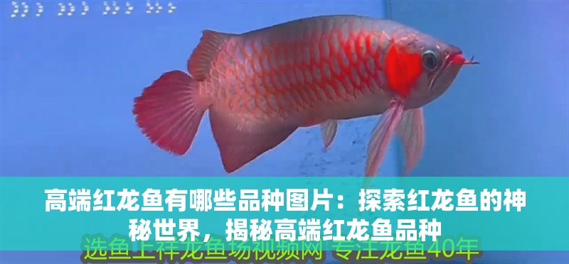 高端紅龍魚有哪些品種圖片：探索紅龍魚的神秘世界，揭秘高端紅龍魚品種