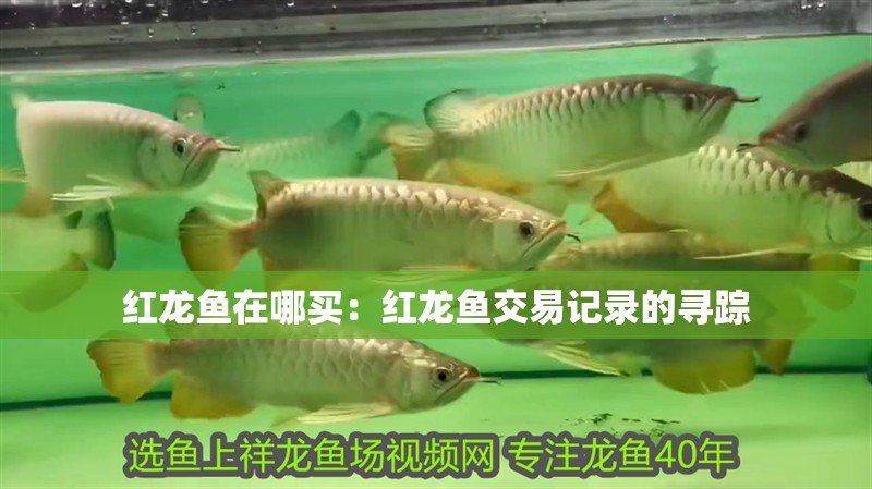 紅龍魚在哪買：紅龍魚交易記錄的尋蹤