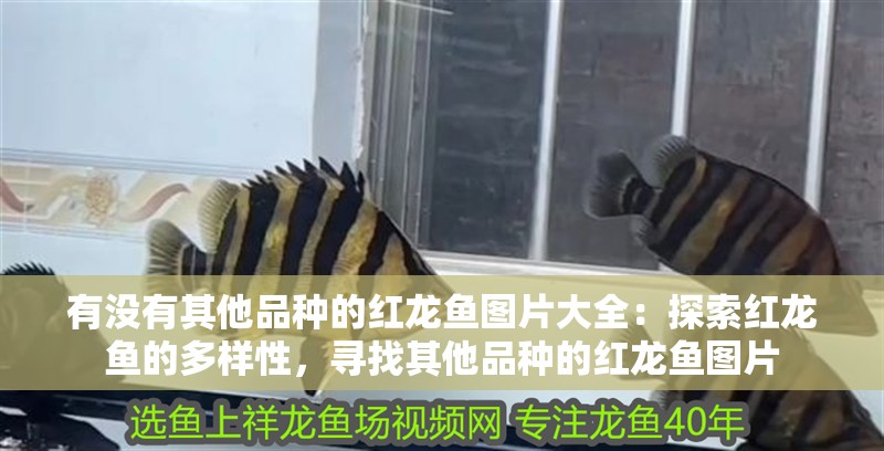 有沒有其他品種的紅龍魚圖片大全：探索紅龍魚的多樣性，尋找其他品種的紅龍魚圖片