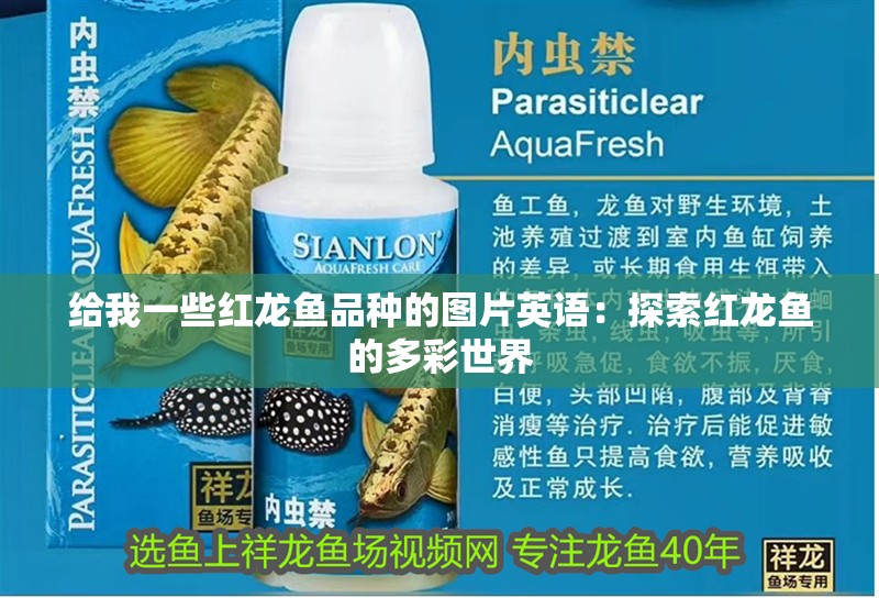 給我一些紅龍魚品種的圖片英語(yǔ)：探索紅龍魚的多彩世界