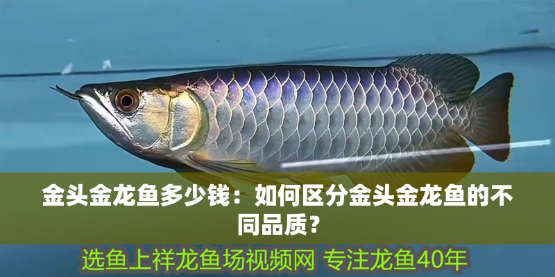 金頭金龍魚多少錢：如何區分金頭金龍魚的不同品質？