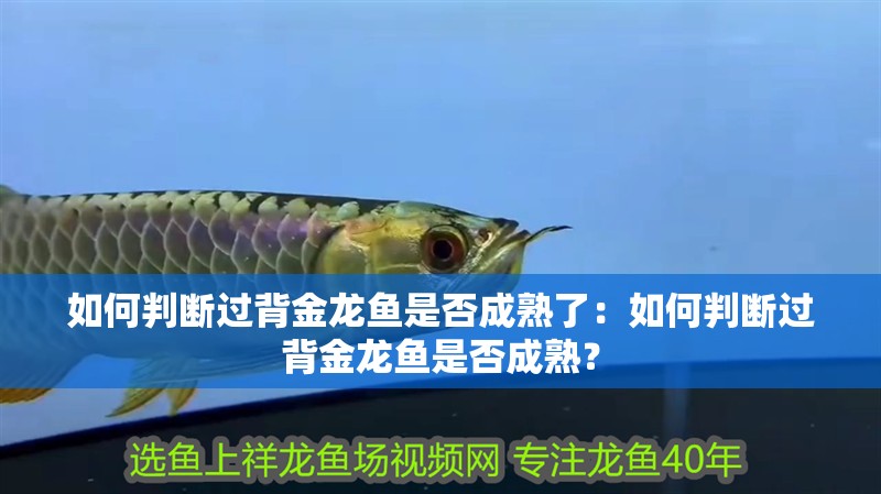 如何判斷過背金龍魚是否成熟了：如何判斷過背金龍魚是否成熟？