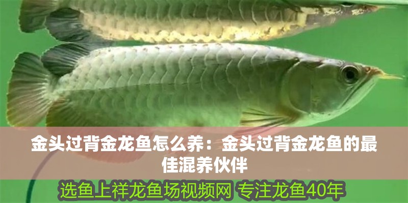 金頭過背金龍魚怎么養：金頭過背金龍魚的最佳混養伙伴