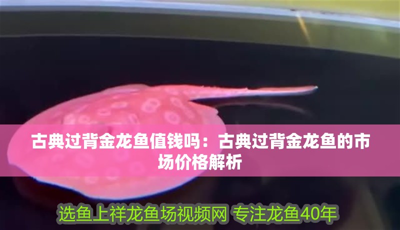 古典過背金龍魚值錢嗎：古典過背金龍魚的市場價格解析