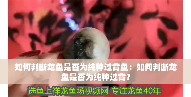 如何判斷龍魚是否為純種過背魚：如何判斷龍魚是否為純種過背？