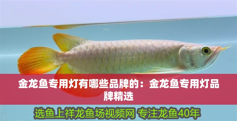 金龍魚專用燈有哪些品牌的：金龍魚專用燈品牌精選