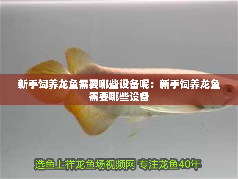 新手飼養龍魚需要哪些設備呢：新手飼養龍魚需要哪些設備