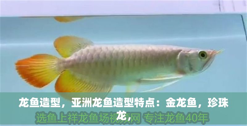 龍魚造型，亞洲龍魚造型特點：金龍魚，珍珠龍，
