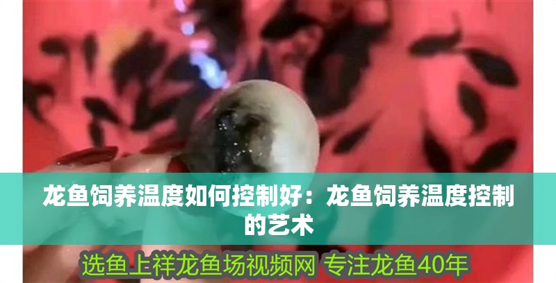 龍魚飼養溫度如何控制好：龍魚飼養溫度控制的藝術