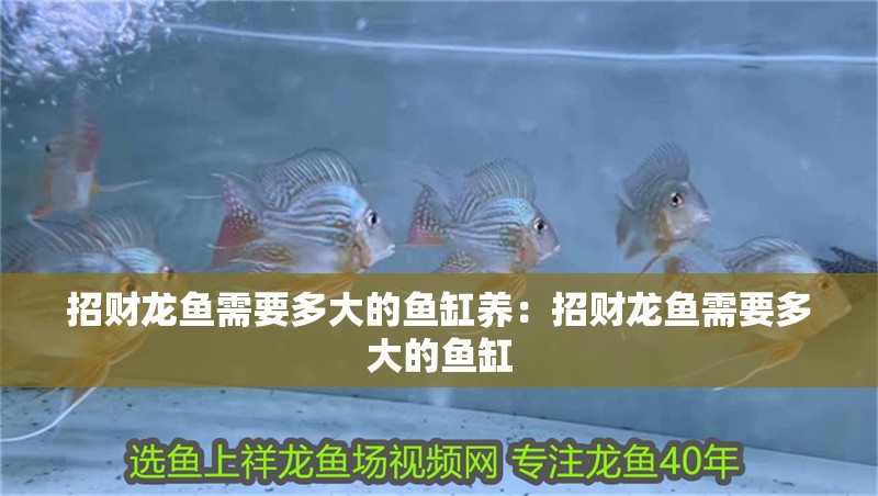 招財龍魚需要多大的魚缸養：招財龍魚需要多大的魚缸