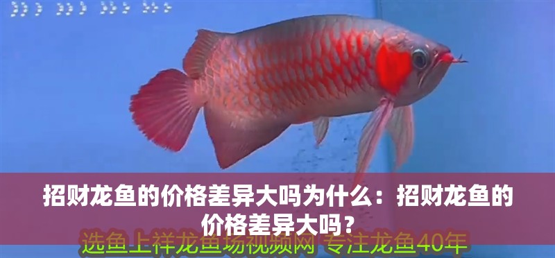 招財龍魚的價格差異大嗎為什么：招財龍魚的價格差異大嗎？