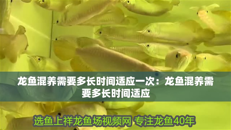 龍魚混養需要多長時間適應一次：龍魚混養需要多長時間適應