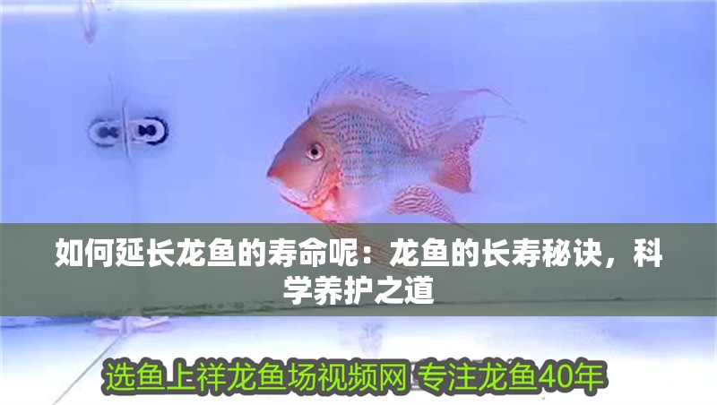 如何延長龍魚的壽命呢：龍魚的長壽秘訣，科學(xué)養(yǎng)護之道