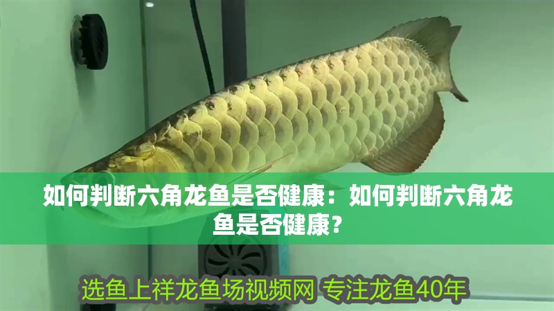 如何判斷六角龍魚是否健康：如何判斷六角龍魚是否健康？