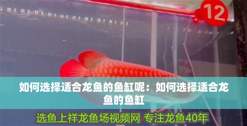 如何選擇適合龍魚的魚缸呢：如何選擇適合龍魚的魚缸