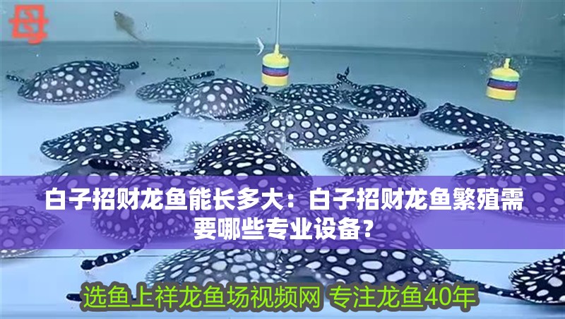 白子招財龍魚能長多大：白子招財龍魚繁殖需要哪些專業設備？