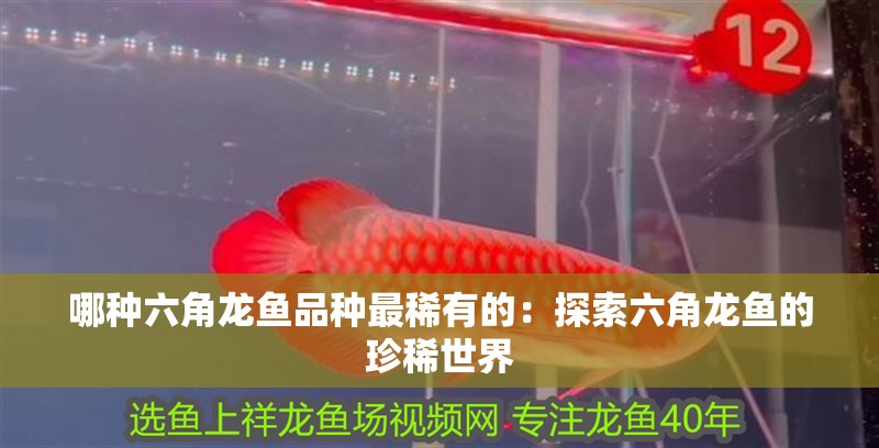 哪種六角龍魚品種最稀有的：探索六角龍魚的珍稀世界