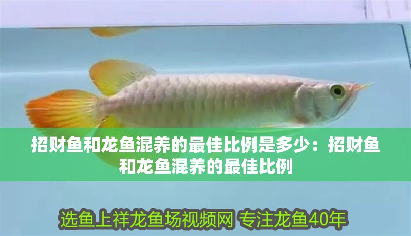 招財魚和龍魚混養的最佳比例是多少：招財魚和龍魚混養的最佳比例