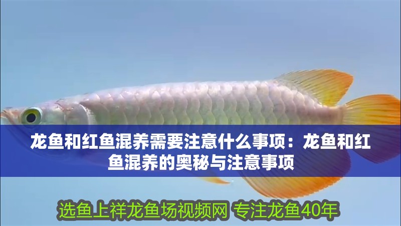龍魚和紅魚混養(yǎng)需要注意什么事項：龍魚和紅魚混養(yǎng)的奧秘與注意事項