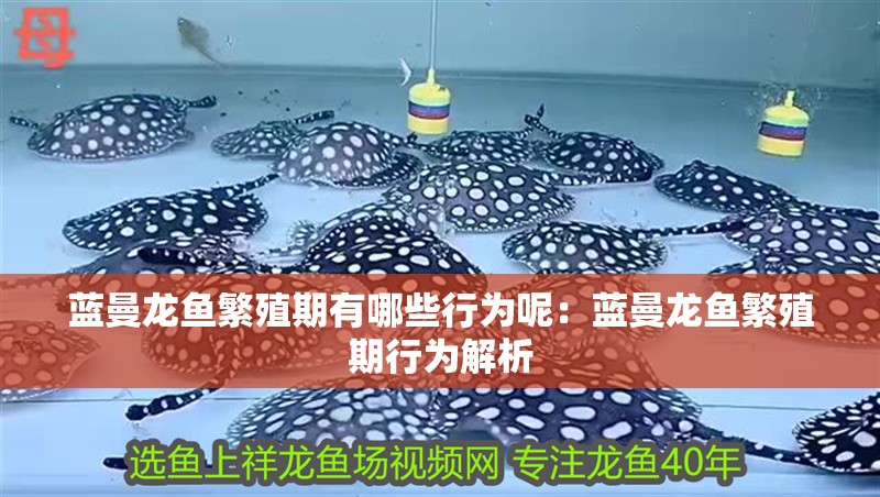 藍曼龍魚繁殖期有哪些行為呢：藍曼龍魚繁殖期行為解析