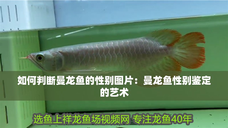 如何判斷曼龍魚的性別圖片：曼龍魚性別鑒定的藝術