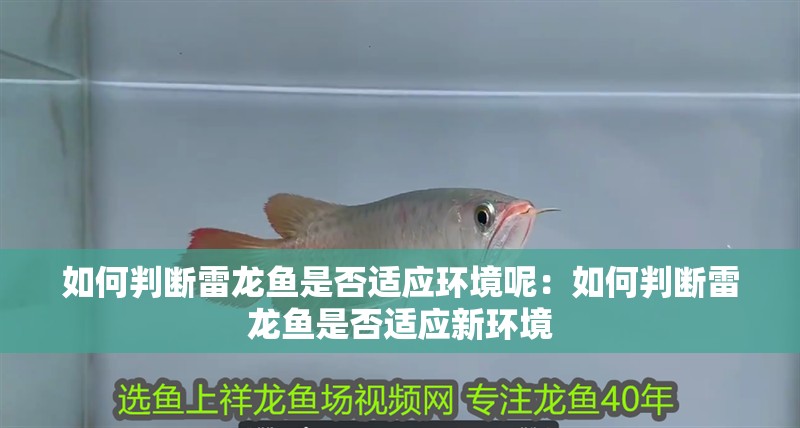 如何判斷雷龍魚是否適應環境呢：如何判斷雷龍魚是否適應新環境