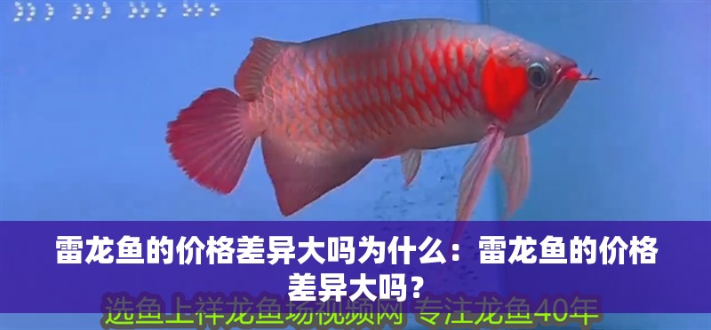 雷龍魚的價格差異大嗎為什么：雷龍魚的價格差異大嗎？