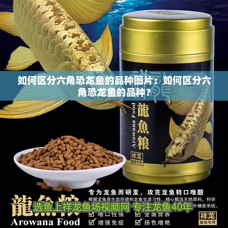 如何區(qū)分六角恐龍魚的品種圖片：如何區(qū)分六角恐龍魚的品種？