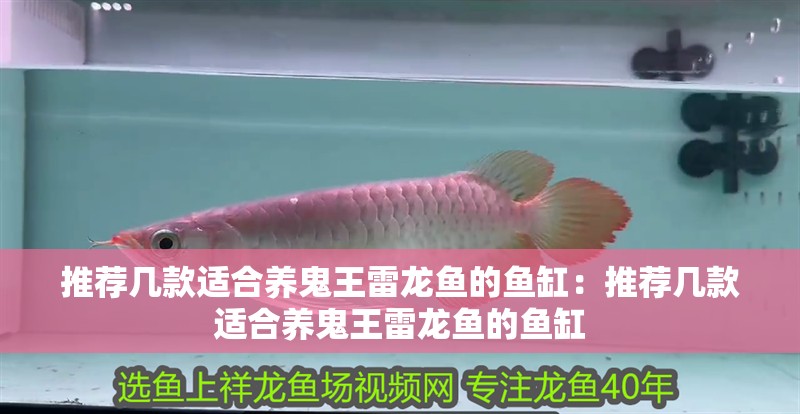 推薦幾款適合養鬼王雷龍魚的魚缸：推薦幾款適合養鬼王雷龍魚的魚缸