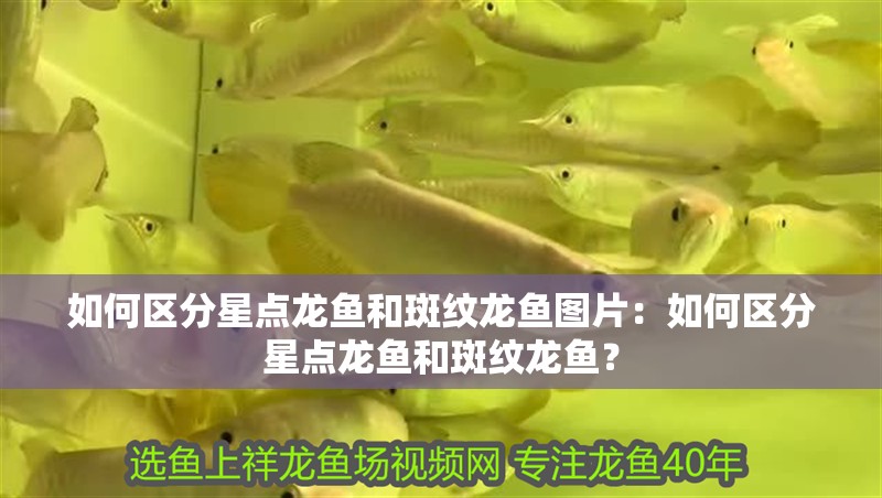 如何區(qū)分星點(diǎn)龍魚和斑紋龍魚圖片：如何區(qū)分星點(diǎn)龍魚和斑紋龍魚？