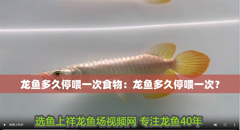 龍魚多久停喂一次食物：龍魚多久停喂一次？